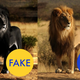Illustration for article titled 86 Viral Images From 2014 That Were Totally Fake